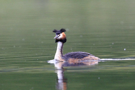 Wildlife images by Neil Salisbury